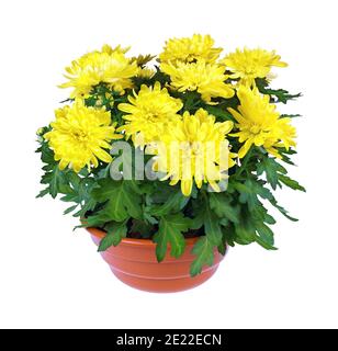 Topf mit gelben Chrysanthemen isoliert auf weißem Hintergrund. Stockfoto