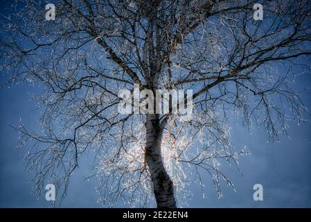 DE - BAYERN: Frostiger Morgen (Ort: Loisach Moor, Bichl, Oberbayern, Deutschland) Stockfoto