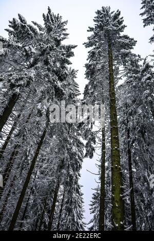 Wunderschöne Winterlandschaft mit viel Schnee im sauerland. Der Ort ist ruhig und auf der Spitze eines Berges. Stockfoto