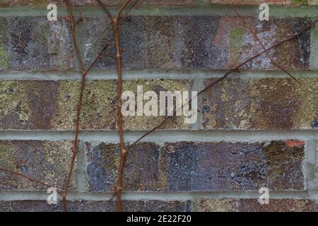 Eine blattlose Rebe klettert eine bunte Ziegelmauer hinauf Verzweiflung im Spätherbst 2020 Stockfoto