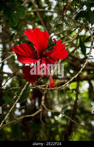 Eine einzelne rote Hibiskusblüte vor dem Bürgersteig auf der N. Valrico Road während des COVID Sommers 2020 Stockfoto