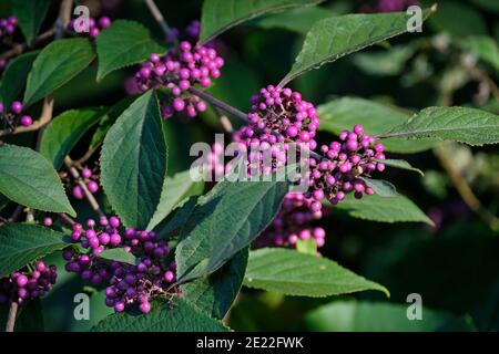 Callicarpa bodinieri 'Imperial Pearl' - Beautyberry 'Imperial Pearl' brillante lila Beeren im Herbst. Stockfoto