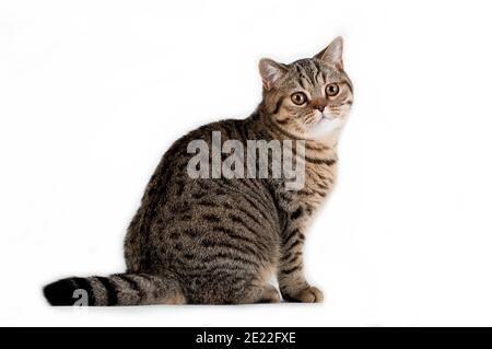 Braun gestromt gestreifte weibliche britische Katze sitzt im Profil auf weißem Hintergrund im Studio drinnen, horisontal Foto Stockfoto
