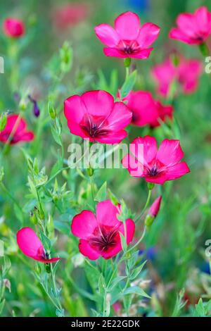 Lebendige scharlachrote Blüten von Linum grandiflorum. Blühender Flachs, roter Flachs, scharlachroter Flachs und karmesinroter Flachs Stockfoto