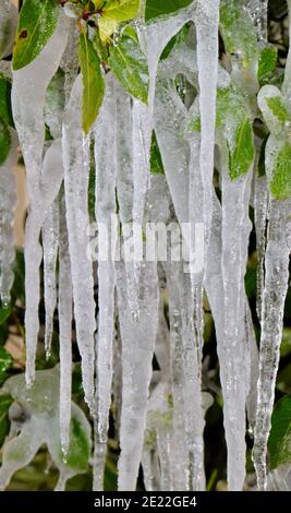 Portrait Bild von Eiszapfen hängen von Laub in Baum mit Copyspace Stockfoto
