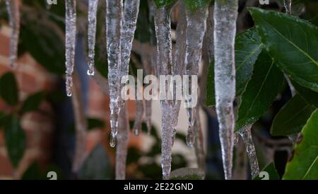 Bild von Eiszapfen, die im Winter am Lorbeerbaum hängen Strahlender Tag Stockfoto