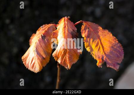 Nahaufnahme des Stiels mit drei herbstbraunen Blättern in direkter Sonneneinstrahlung, vor dunklem Hintergrund. Stockfoto