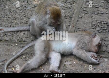 Die Affen spielten. Dies ist eine wilde Makaken-Population im Sacred Monkey Forest in Ubud Bali. Stockfoto