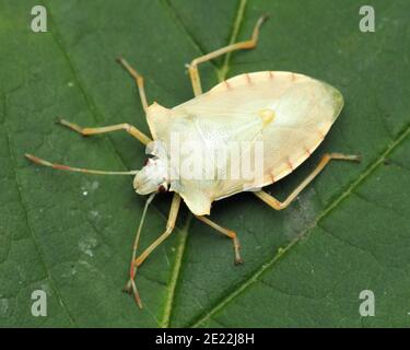 Dorsale Ansicht des teneralen Waldschildbugs (Pentatoma rufipes). Tipperary, Irland Stockfoto