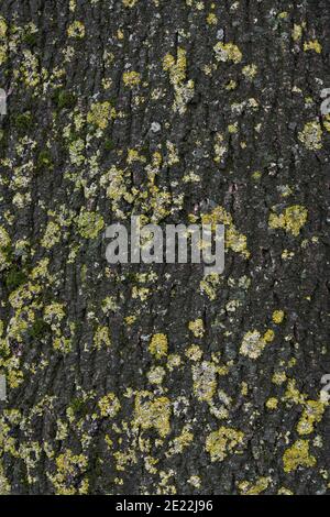 Abstrakte Hintergrundtextur, dunkle Rinde mit Flechten und Moos auf einem Baumstamm, Vollformat, Kopierraum Stockfoto