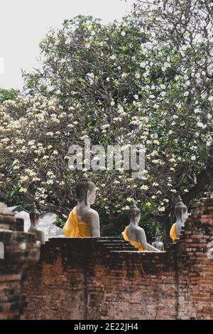 Alte Buddha-Statuen mit gelben Schals und alten roten Ziegeln Wand in Baum mit weißen Blüten Hintergrund in Thailand Tempel während bewölkten Tag. Baum ist in Stockfoto