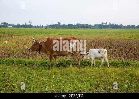 Mutter Kuh und Kalb Stockfoto