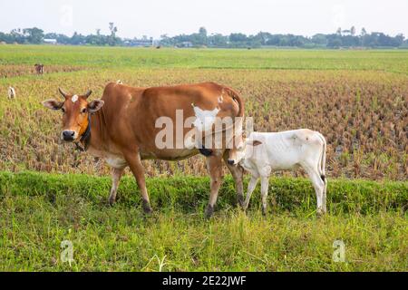 Mutter Kuh und Kalb Stockfoto