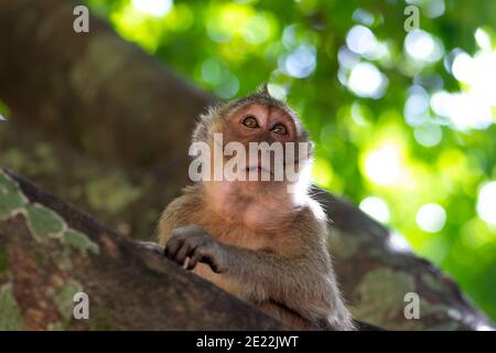 Portrait des sitzenden Affen auf dem Baum im grünen Hintergrund mit Schatten in Thailand tropischen Wald. Die Augen sind im Fokus der Kamera. Bild mit geringer Tiefe Stockfoto