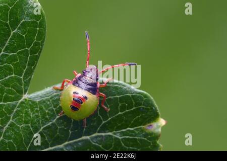 Hawthorn Shieldbug Nymphe (Acanthosoma haemorrhoidale) am Rand des Weißdornblattes. Tipperary, Irland Stockfoto