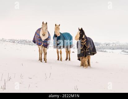 Drei alte Pferde bei kaltem Wetter. Alle sind ältere Stuten, die in einem schneebedeckten Feld grasen und Wintermantel gegen die Kälte tragen. Stockfoto
