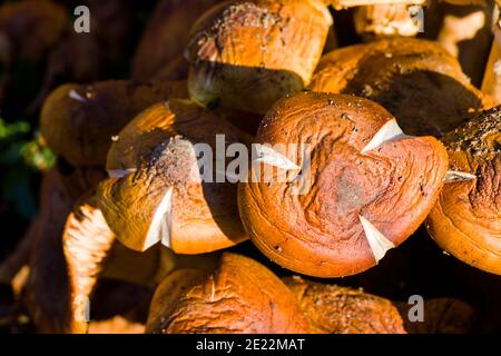 Shitake Pilz und Pilz in der freien Natur, essbar Stockfoto