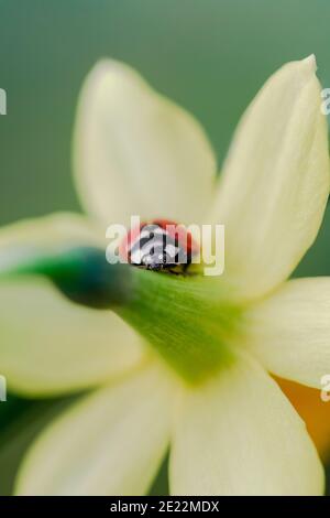 Extreme Nahaufnahme des Marienkäfer, der auf der gelben Narzissenblume läuft Stockfoto