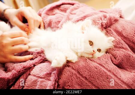 Flauschiges weißes Kätzchen, das auf dem Schoß der Frau liegt Stockfoto