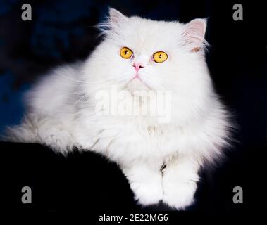 Schöne flauschige weiße Katze mit gelben Augen entspannend Stockfoto