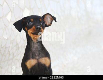 Adorable Prag Ratter Welpen im Freien Stockfoto