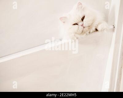 Liebenswert weiß flauschige Katze Blick auf Kamera Stockfoto