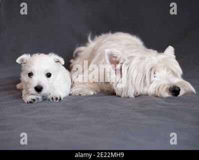 Mutter und Welpe West Highland White Terrier Stockfoto