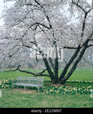 Kirschbäume in Blüte mit Narzissen und Bank Stockfoto