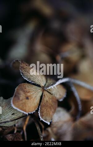 Makro von gefrorenem Schnee auf vertrocknete Hortensien Blume im Winter Stockfoto