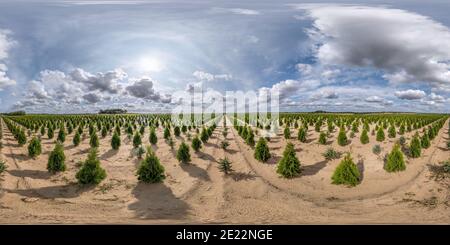 360 Grad Panorama Ansicht von Full Seamless spherical hdri Panorama 360 Grad Winkelansicht auf Plantage von jungen Nadelbäumen im Gewächshaus mit viel Pflanzen in equiprechteckig pro