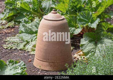 Terracotta Glocke Topf zum forcieren Rhabarber im Garten gesehen. Stockfoto