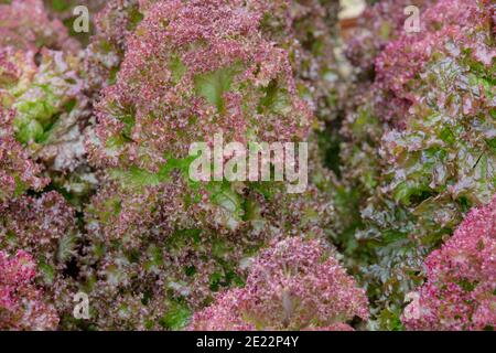 Nahaufnahme des schönen und bunten Salatsalat Lollo Rosso. Stockfoto