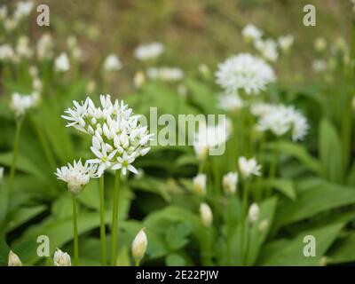 Schöne blühende weiße Blüten von Ramson - Bärlauch (Allium ursinum) Pflanze in hausgemachten Garten. Nahaufnahme. Biologischer Anbau, gesunde Ernährung, Bio Viand Stockfoto