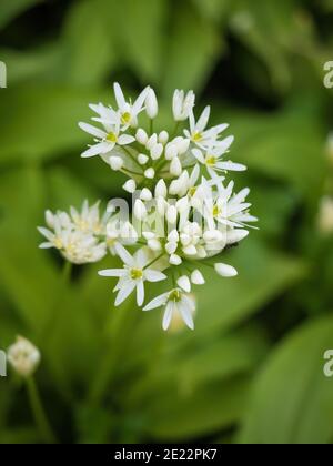 Schöne blühende weiße Blüten von Ramson - Bärlauch (Allium ursinum) Pflanze in hausgemachten Garten. Nahaufnahme. Biologischer Anbau, gesunde Ernährung, Bio Viand Stockfoto