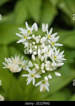 Schöne blühende weiße Blüten von Ramson - Bärlauch (Allium ursinum) Pflanze in hausgemachten Garten. Nahaufnahme. Biologischer Anbau, gesunde Ernährung, Bio Viand Stockfoto