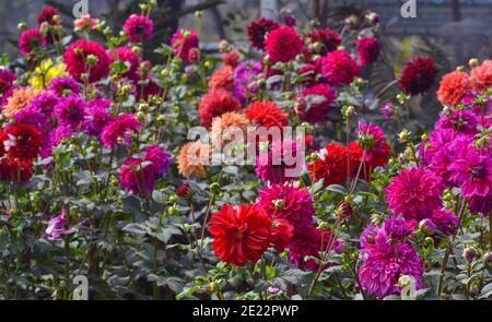 Schöne Bangladeschische Blume (Narr) Stockfoto