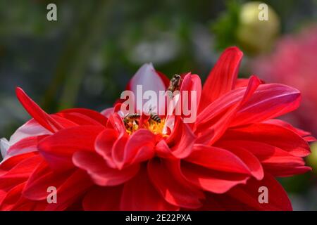 Schöne Blumen von Bangladesch Stockfoto