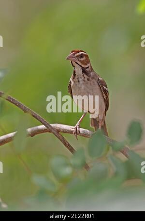 Kastaniengekrönter Sperlingsweber (Plocepasser superciliosus) Erwachsener auf dem Zweig Mole NP, Ghana Februar Stockfoto