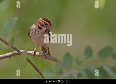 Kastaniengekrönter Sperlingsweber (Plocepasser superciliosus) Erwachsener auf dem Zweig Mole NP, Ghana Februar Stockfoto