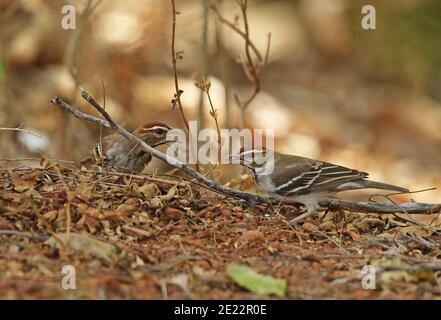 Fuchskastanienkrautweberin (Plocepasser superciliosus) zwei Erwachsene ernähren sich auf dem Boden Mole NP, Ghana Februar Stockfoto