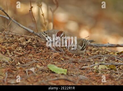 Fuchskastanienkrautweberin (Plocepasser superciliosus) zwei Erwachsene ernähren sich auf dem Boden Mole NP, Ghana Februar Stockfoto