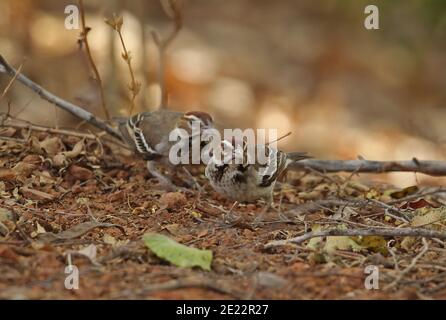 Fuchskastanienkrautweberin (Plocepasser superciliosus) zwei Erwachsene ernähren sich auf dem Boden Mole NP, Ghana Februar Stockfoto