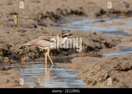 Strand Stein-Curlew (Esacus magnirostris) Erwachsene stehend auf Schlamm, an der Küste Australiens Stockfoto