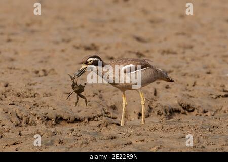 Strand Stein-Curlew (Esacus magnirostris) Erwachsene Fütterung von Krabben, an der Küste von Australien Stockfoto