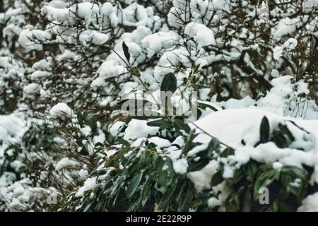 Pruhonice Park unter Schnee Stockfoto