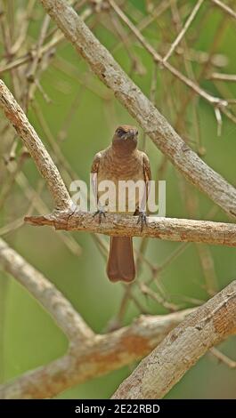 Gewöhnlicher Bulbul (Pycnonotus barbatus inornatus) Erwachsener auf Zweig Kakum NP, Ghana thront Februar Stockfoto