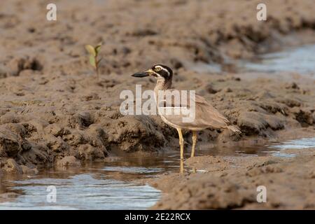 Strand Stein-Curlew (Esacus magnirostris) Erwachsene stehend auf Schlamm, an der Küste Australiens Stockfoto