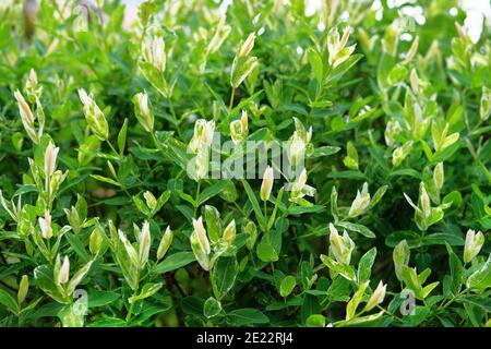 Salix integra, dekorative Gartenpflanze weiße und grüne Blätter. Busch der Weide sind ganze blättrige Japaner, Hakuro Nishiki. Stockfoto