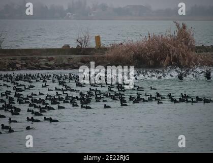 Eurasische Blässhühner, die im Winter vom See abheben Stockfoto