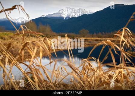 Golden Ears Range Pitt Meadows BC. Schneebedeckte Gipfel spiegeln sich in einem Sumpfteich in Pitt Meadows. Stockfoto